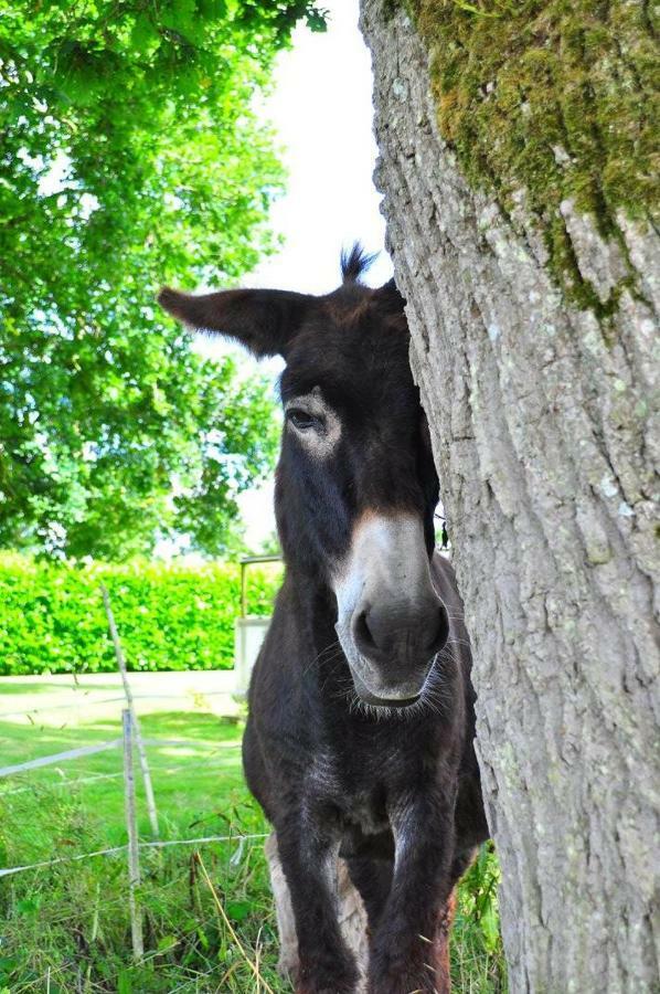 ホテル Domaine De Kernanou Ploërmel エクステリア 写真